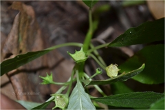 Dorstenia indica
